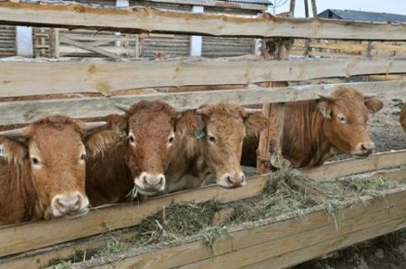 Юрий Конев: «Российский крестьянин вынесет всё, кроме неопределённости»