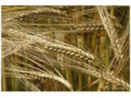 Алжир закупил на тендере фуражный ячмень