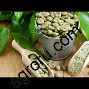 зеленый кофе и обжаренный