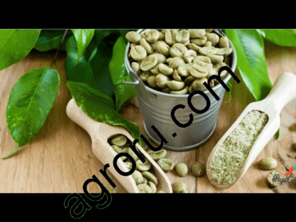 зеленый кофе и обжаренный