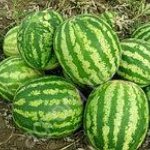 Арбузы оптом