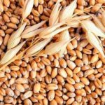 Пшеница фуражная