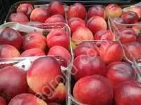 Нектарин свежий