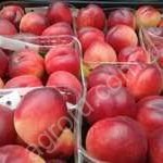 Нектарин свежий