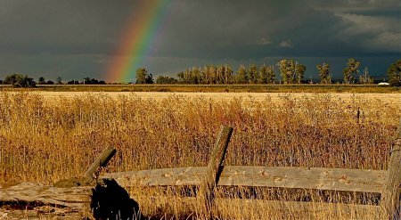 Индия сняла запрет на экспорт органической пшеницы и риса