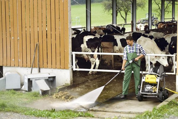 Создана Национальная ассоциация заводчиков герефордского скота России
