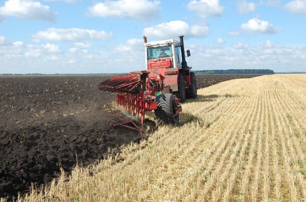 Производителям зерновых возместят затраты, - Краткий обзор рынка зерна