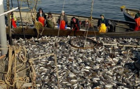 Норвежская квота на сельдь урезана на 300 тыс. тонн