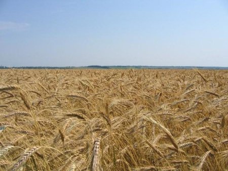 Курская область: В уборочную страду включились все районы области