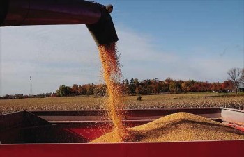 В Украине падает производство и развиваются аграрии