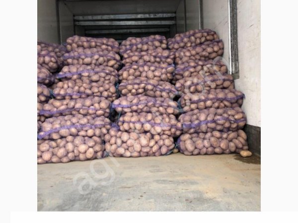 Картофель оптом