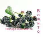 Саженцы бесшипной ежевики, сорт Вошито