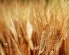 Производство сельхозпродукции в Ставропольском крае