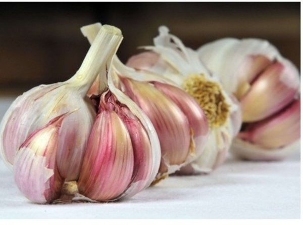 Перу: Перенасыщенность рынка чесноком привела к падению цен