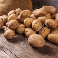 картофель Ред Скарлет, Гала, Эволюшн