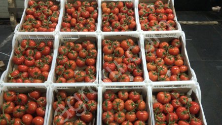Помидоры оптом от производителя