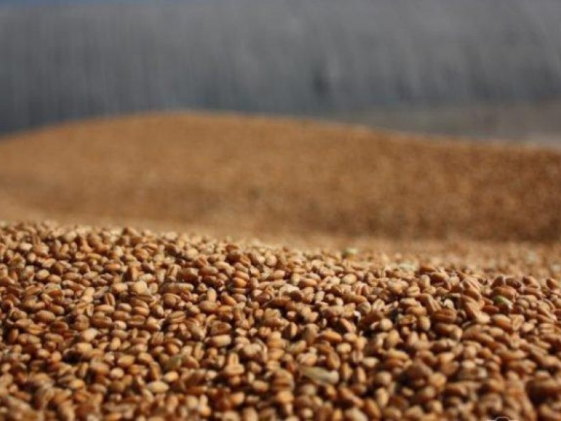 Цены на зерно растут, - Краткий обзор зернового рынка