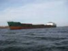 Израиль объявил тендер по закупке фуражной пшеницы и кукурузы