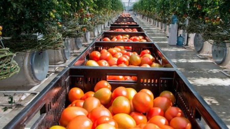 Краткий обзор рынка овощей