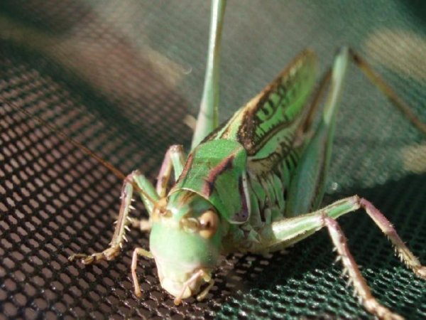 Челябинская область ввела в четырех районах режим ЧС из-за саранчи