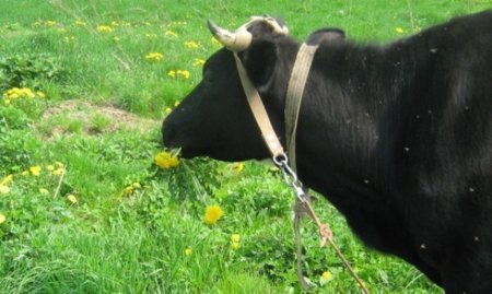 С хорошим инвестором и дело спорится