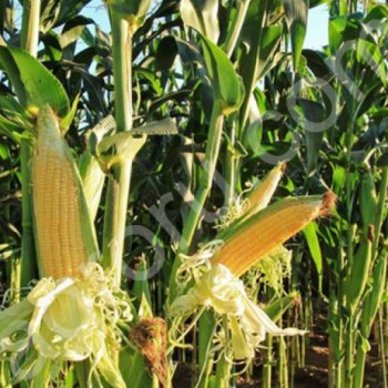 <span>кукуруза</span> тонн