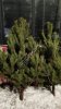 Сосна обыкновенная,лапник сосны,лапник пихты