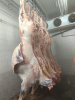 Мясо конина в полутушах. ХАЛЯЛЬ