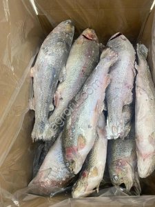 Форель радужная НР свежемороженая 0,8-1,2