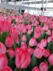 Тюльпаны оптом к 8 марта 2026