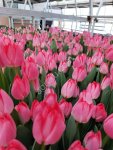Тюльпаны оптом к 8 марта 2026