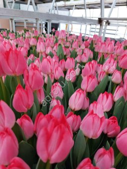 Тюльпаны оптом к 8 марта 2026
