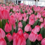 Тюльпаны оптом к 8 марта 2026