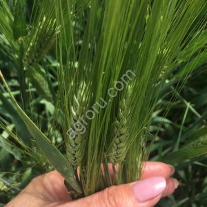 Семена ячменя озимого