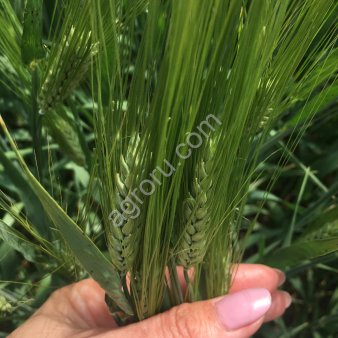 Семена ячменя озимого