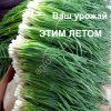 Египетский лук на зелень