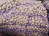 Семенной картофель ранние и поздние сорта.