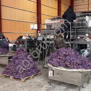 Сухая чистка и фасовка овощей в сетку-мешок 12 тонн в час (картофель, морковь, лук, свекла, редька, репа)