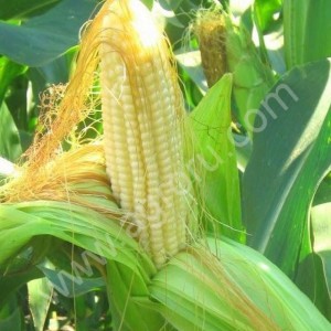 Гибриды семена кукурузы П7709, П8400, ПР37Н01, ПР39Д81, ПР39Ф58, ПР39Х32 (Пионер, Pioneer)