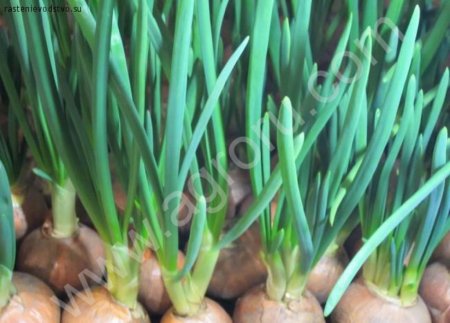 Лук Зеленый потом