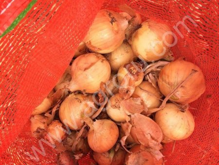 Лук оптом от производителя