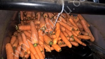 <span>морковь</span> мытая