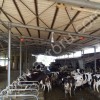 Вентиляторы для животноводческих помещений