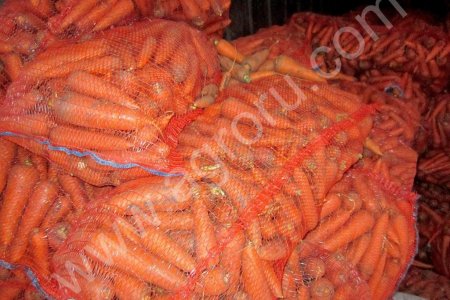 Морковь оптом