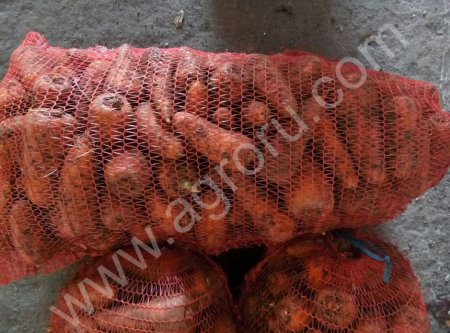 Морковь каротель