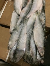 Рыба свежемороженая, стейки рыбные, филе рыбное, морепродукты оптом.