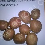 Семенной картофель Рэд Скарлет.