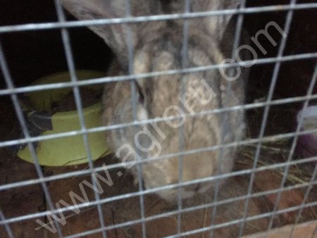 Кролики мясных пород