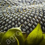 Семена гибридов подсолнечника НК Неома, Тристан, Санай устойчивых к гербициду Евро-Лайтнинг Syngenta