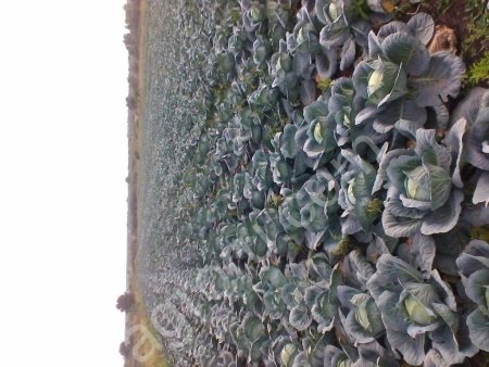 Капуста оптом от 3 т